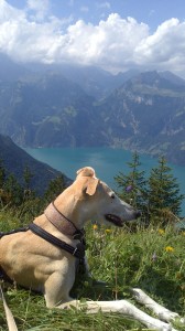 Dog in the mountains