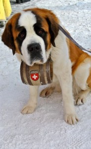 dog switzerland