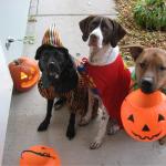 halloween dogs